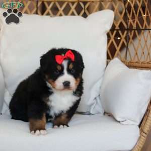 Princess Star, Bernese Mountain Dog Puppy